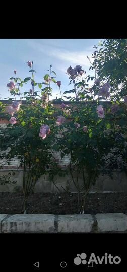 Роза кустовая