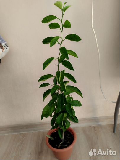 Мандарин Мандариновое дерево