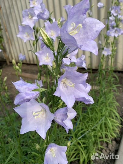 Колокольчик