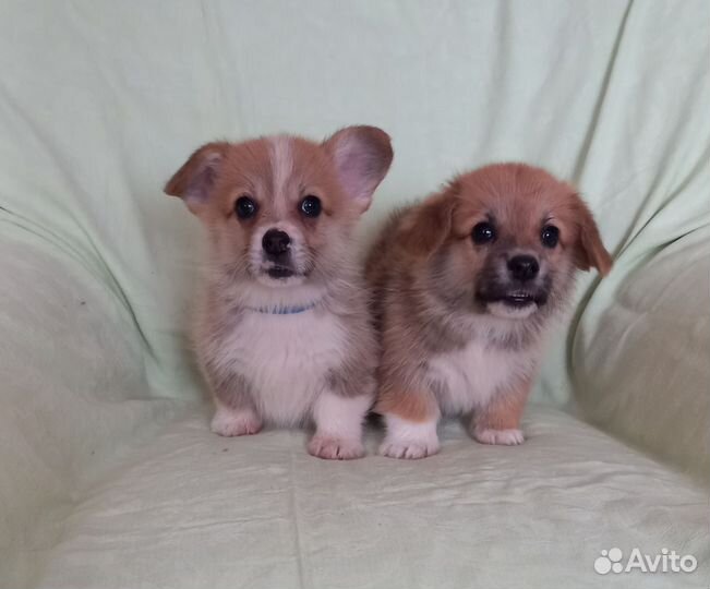 Щенки вельш-корги пемброк,девочки