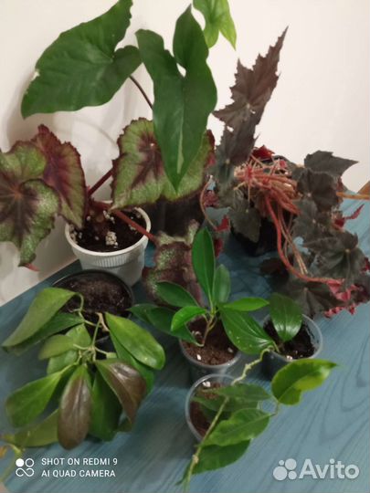 Растения набором