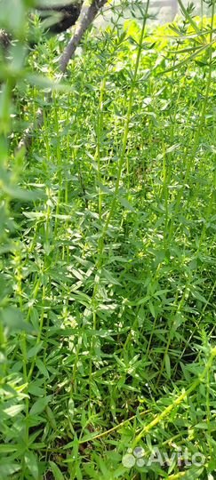 Эстрагон тархун