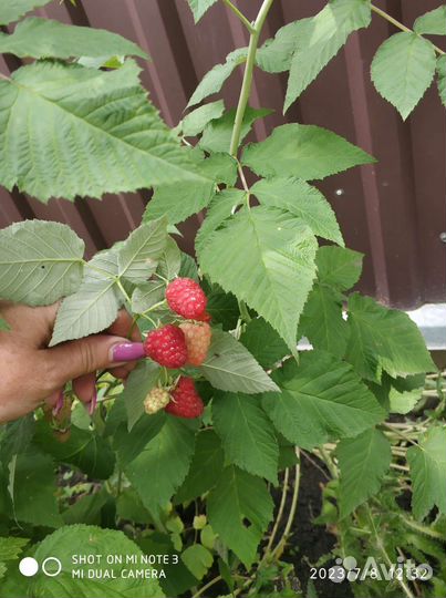 Обменяю саженец ремонтантной малины на клубнику