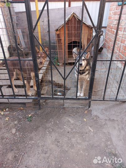 Собака в добрые руки отдам бесплатно