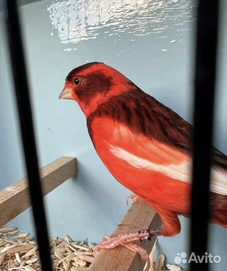 Кенары муаровые, красные,оранжевые