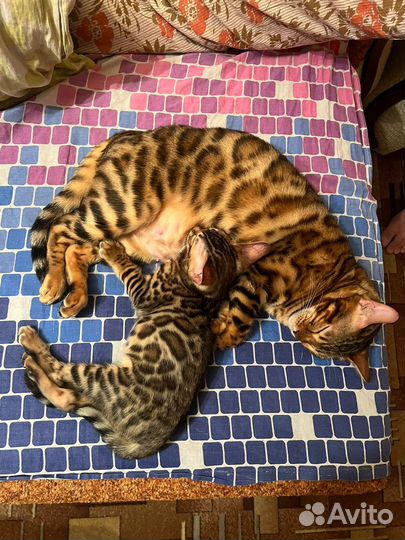 Бенгальская кошка