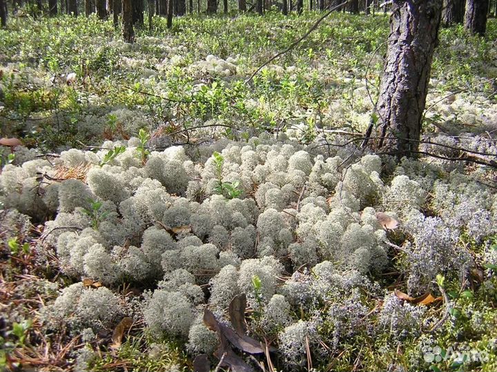 Мох Ягель живой