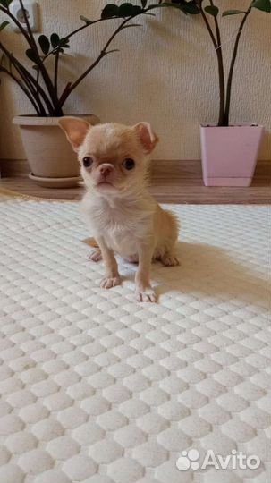 Щенки чихуахуа