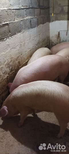 Продам мясо свинина