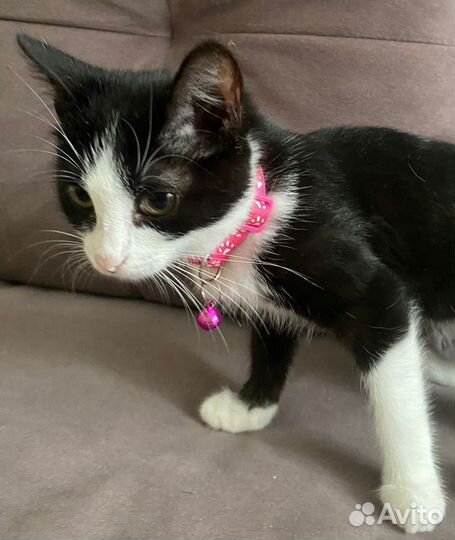 Котенок девочка в добрые руки