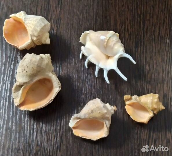 Комплект морских ракушек