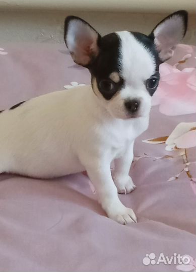 Девочки чихуахуа