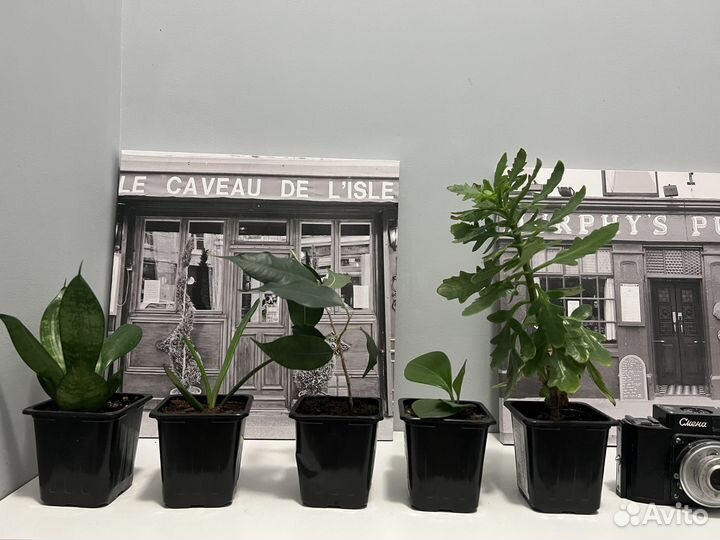 Комнатные цветы