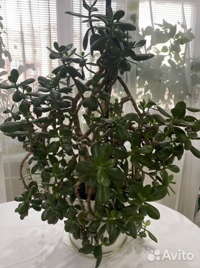 Красула толстянка 