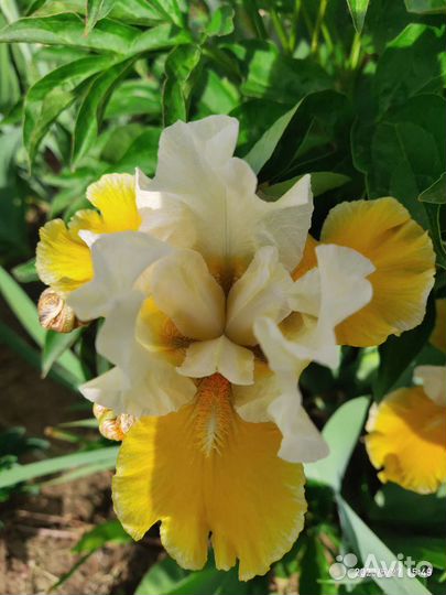 Ирисы сортовые