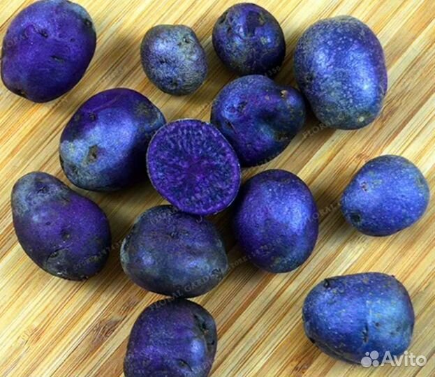 Картофель трюфель. Сорт картофеля перуанский фиолетовый (Purple Peruvian). Linzer blaue картофель. Фиолетовая картошка сорт индиго. Китайский трюфель картофель.