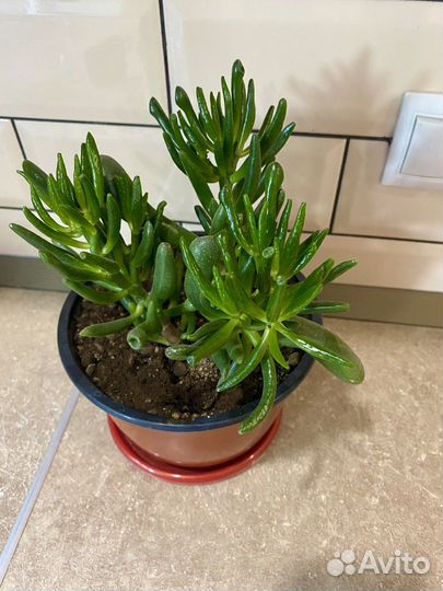 Крассула хоббит