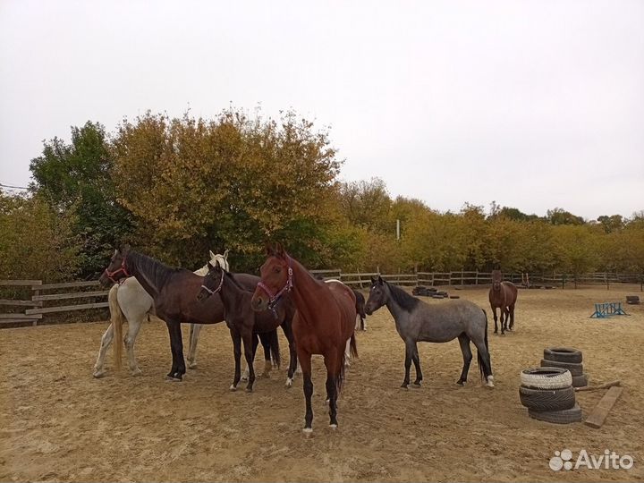 Конский навоз перегной