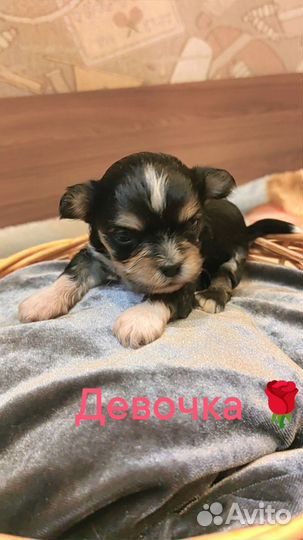 Щенки йорка