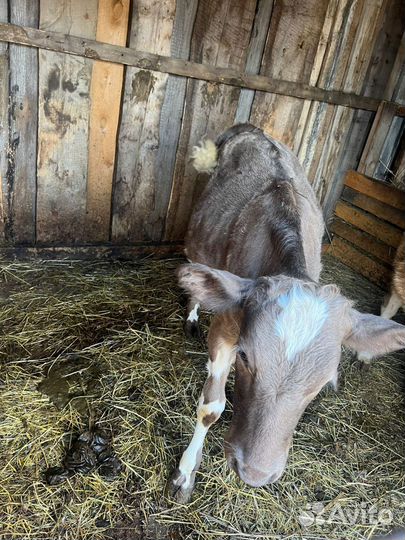 Продам теленка, телочка
