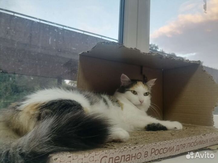 Кошечка Милашка в добрые руки