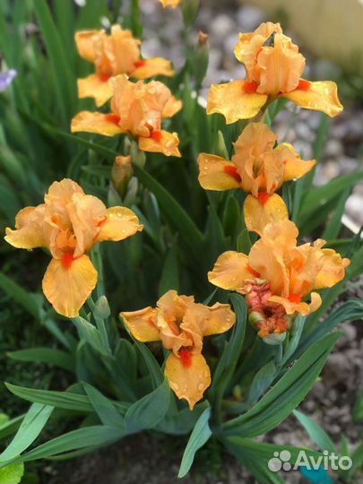 Ирисы карликовые