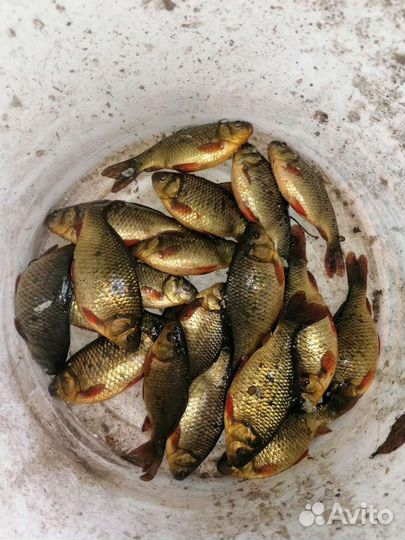 Карась золотой живец