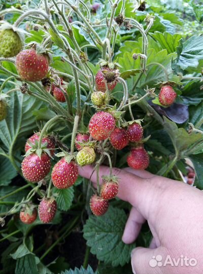 Усы земляники/клубники