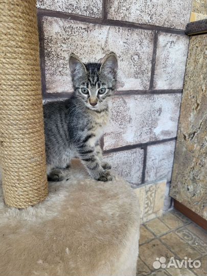 Отдам котенка