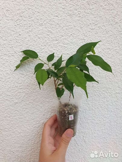 Фикус бенджамина наташа
