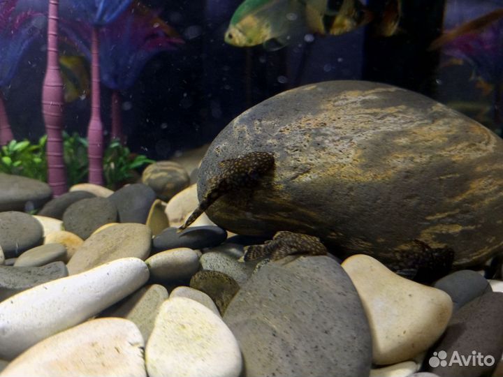 Сомики анциструсы