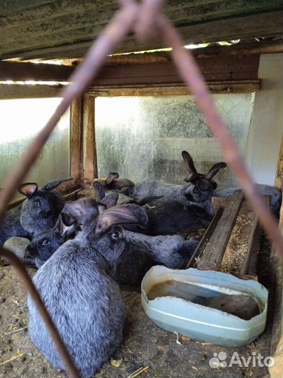 Кролики полтавское серебро