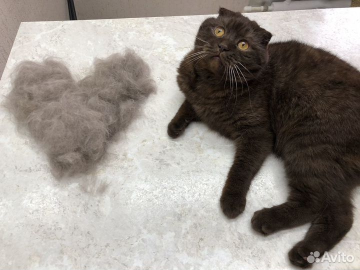 Грумер животных