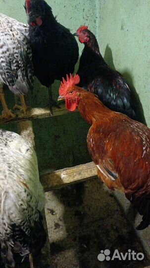 Петухи Мастер Грей, Чёрная Московская, Тетра