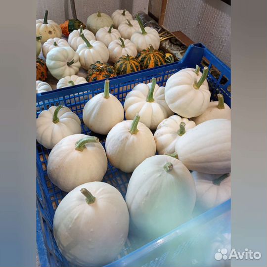 Тыква декоративная