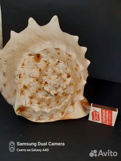 Большая морская раковина