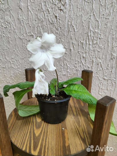 Цветущие стрептокарпусы