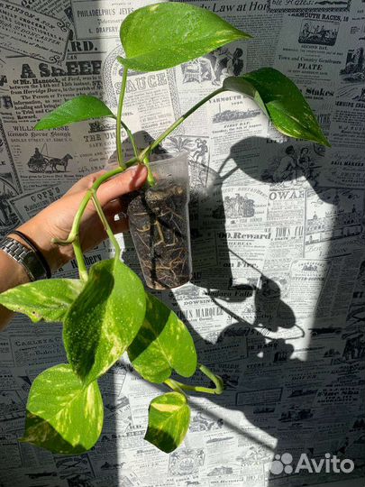 Эпипремнумы Неон, Марбл Квин, Марбл Эппл, Ханг