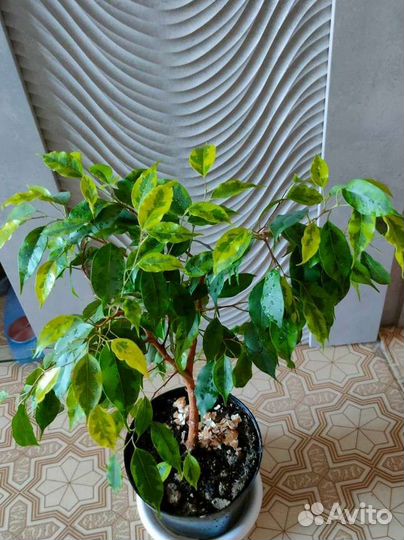 Фикус Анастасия, эластика,тинеке, Бенджамина