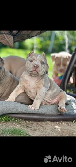 Щенки Американского булли покет