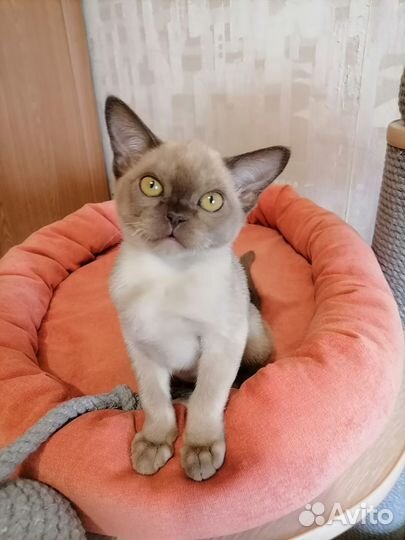 Котята европейской бурмы