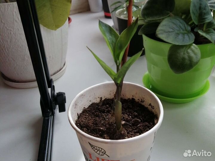 Зимиокулькас лист