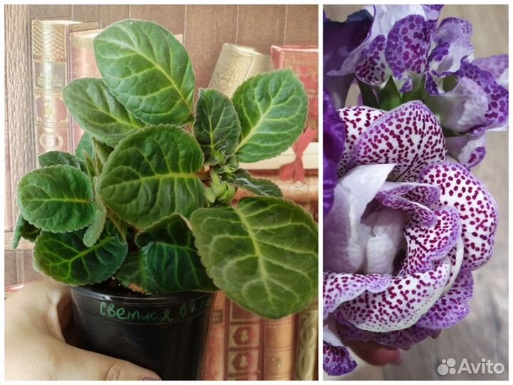 Глоксиния махровая