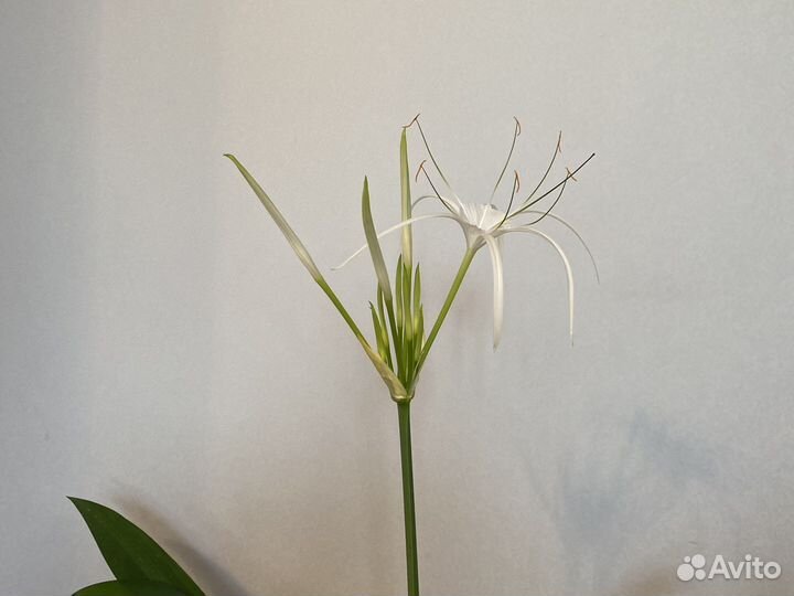 Исмене,экзотический цветок