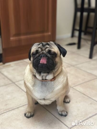 Мопс вязка мальчик ищет невесту