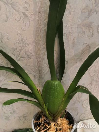 Орхид Одонтоглоссум