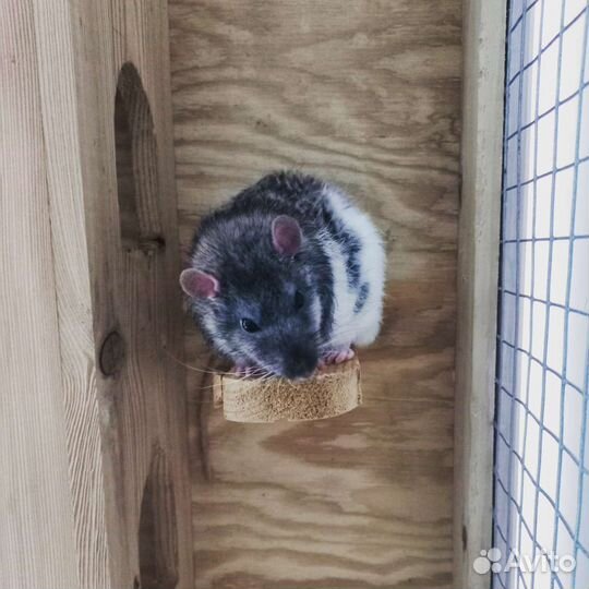 Зооняня передержка, выгул домашних животных