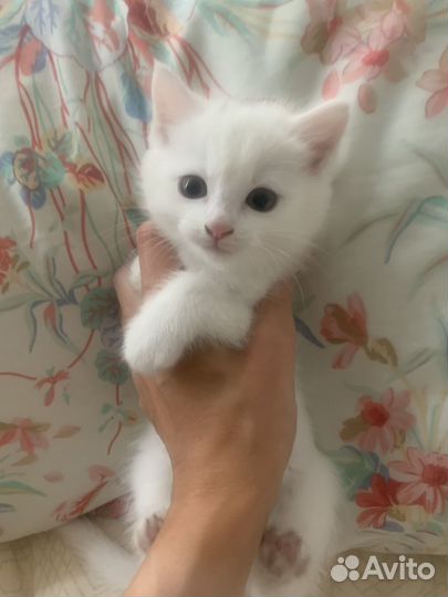 Белый котенок