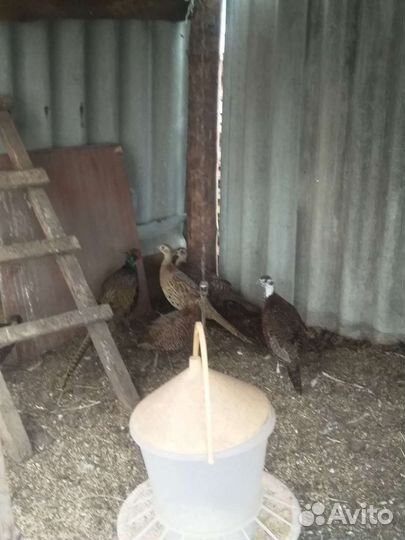 Молодняк птицы