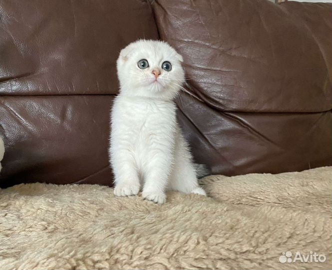 Шотландский вислоухий котенок